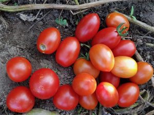 Røde Kors nyttehaver 2